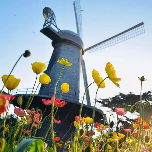 Los tulipanes florecen debajo de uno de los famosos molinos de viento del 金门公园.